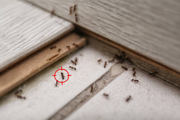 Best Affordable Pest Control Services  in Waukegan, IL