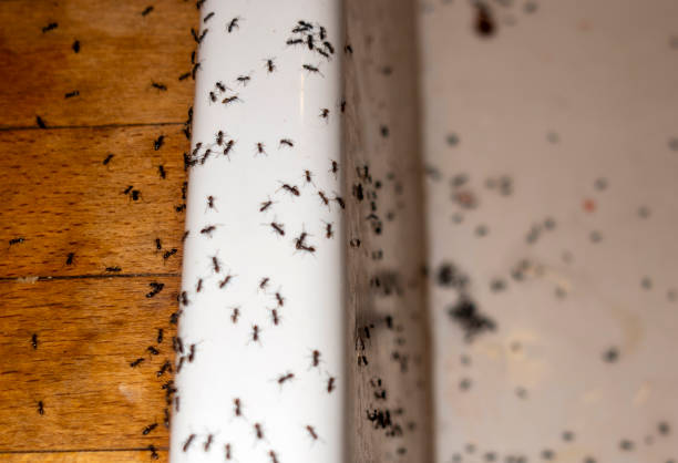 Best Exterminator Services  in Waukegan, IL