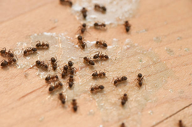 Best Pest Prevention Services  in Waukegan, IL