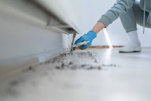 Best Wasp Removal Services  in Waukegan, IL